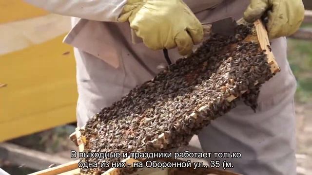 Половина клещей в Ленобласти заражены боррелиями и вирусом энцефалита смотреть онлайн