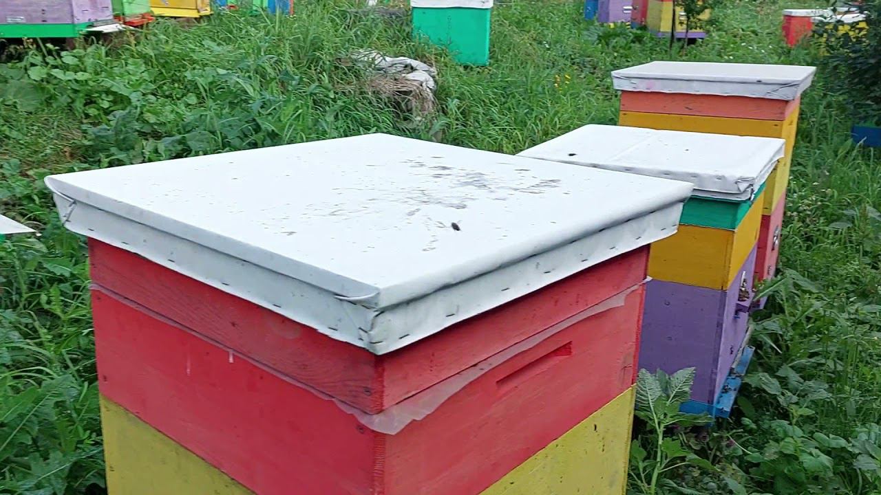 Пчёлы-разбойницы часть 3. Расформировал семью бандиток на 3 отводка и результат. 38 семья в минусе