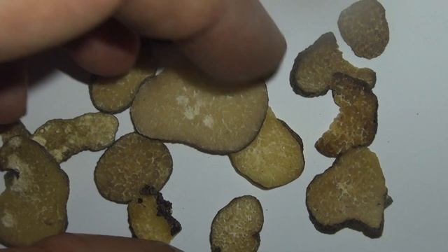 雷丸 @ 中藥材展示與記錄 - Omphalia Lapidescens - Chinese Materia Medica Illustration and Record смотреть онлайн