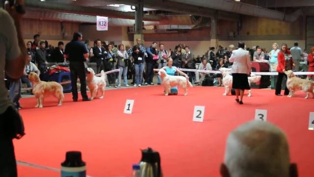 World Dog Show 2010. Golden Retriever Pinkerly Walpole смотреть онлайн