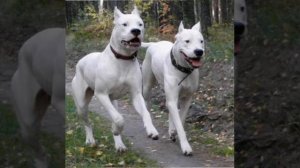 Аргентинский дог: красивые и бесстрашные