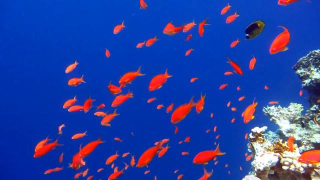 From "Bells" to the "Blue Hole" смотреть онлайн