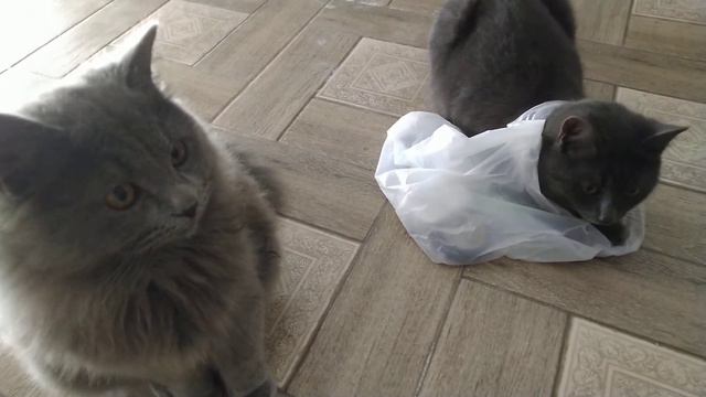 Хотел помочь..залез в пакет...)) смотреть онлайн