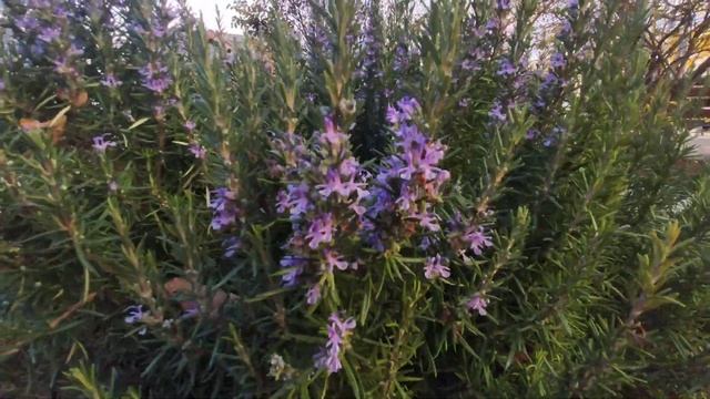 . Евпатория. Крым. ноябрь 2022, один из дворов города, недавно сделали ремонт. смотреть онлайн