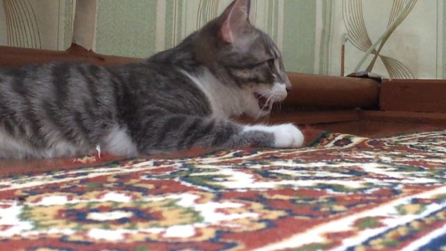 Самое смешное видео. Смешное видео про котов. кот-собака 1 смотреть онлайн