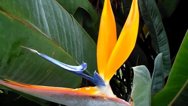Strelitzia Reginae - Bird Of Paradise