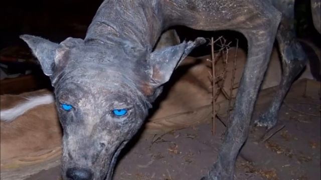 Чудо юдо, что за зверь?! смотреть онлайн