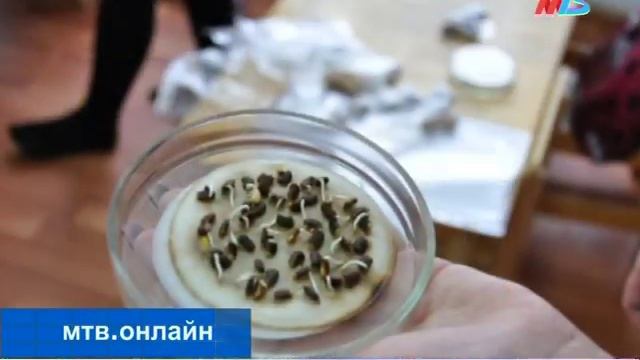 В Волгограде отмечают Всероссийский день знаний о лесе смотреть онлайн