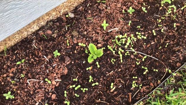 April Garden! смотреть онлайн