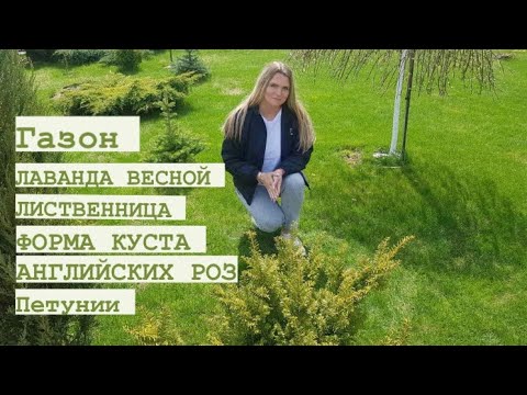 5.05.2022 ПРОГУЛКА ПО САДУ _ КУСТЫ РОЗ _ СУХАЯ ТУЯ _ ЛАВАНДА _ ГОРТЕНЗИИ.mp4 смотреть онлайн