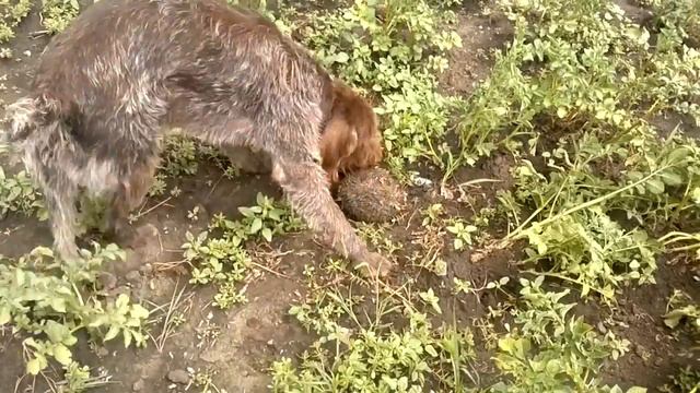 Дратхаар и ежик смотреть онлайн