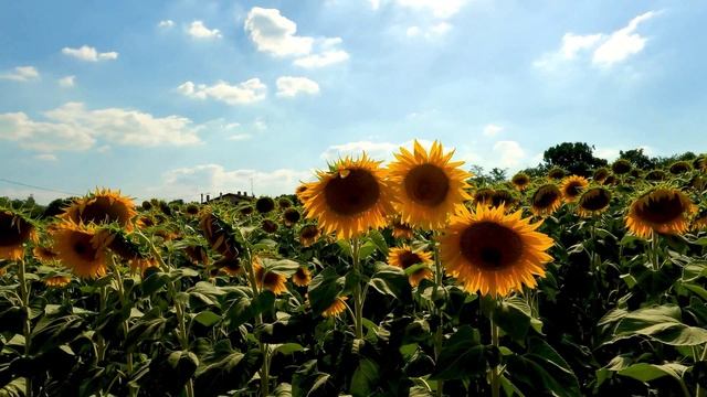 4K Звуки подсолнухового поля / Расслабляющие звуки природы / Успокаивающие звуки