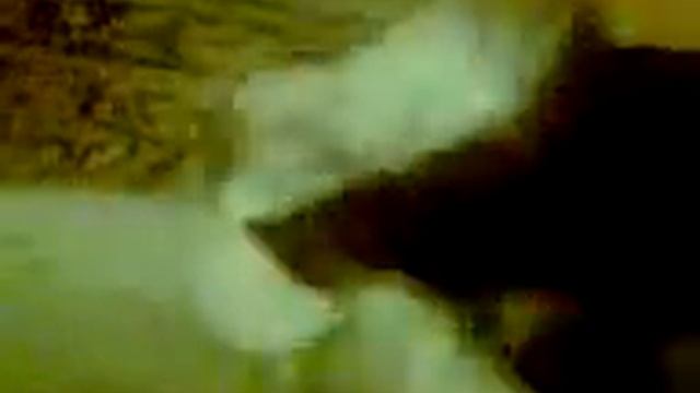 голодный кот