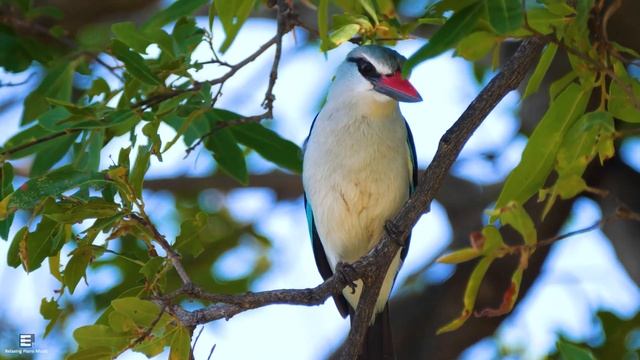 Расслабляющая музыка, исцеляющая от стресса, беспокойства и депрессивных состояний, исцеляет разум смотреть онлайн