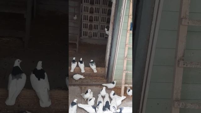 голуби гривуны Марк снимал ?! подписывайтесь смотреть онлайн