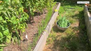 Очередная срезка лука. Срезаем, а он опять нарастает, и так все лето.