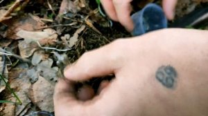 В поисках пауков. Ловим паука Atypus muralis