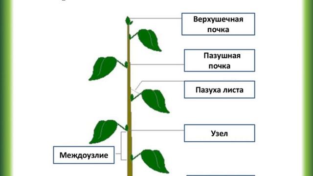 Вегетативные органы растений. Стебель смотреть онлайн