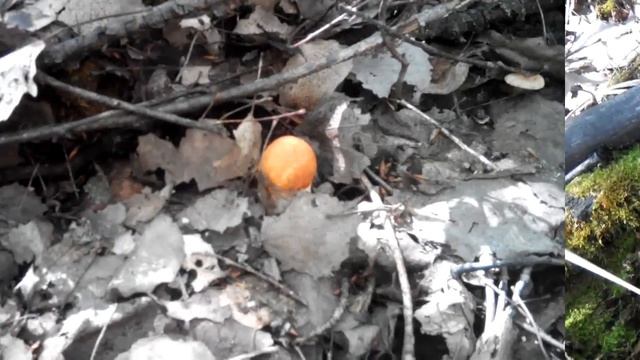 В лес по грибы. Природа. Красотища. Наш грибной улов. смотреть онлайн