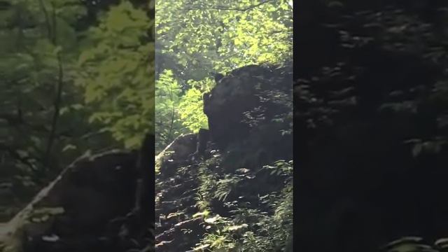 ВСТРЕТИЛИ СУЩЕСТВО | Снежный человек | Йети | Сасквоч | Yeti | Sasquatch смотреть онлайн