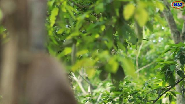 Aleah and Astra - Mum Anita Down From Buddha Tree on June16.2023,G-Maz.1641.Ambers смотреть онлайн