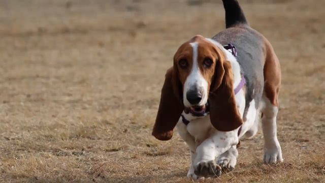 Basset Hound Sound.