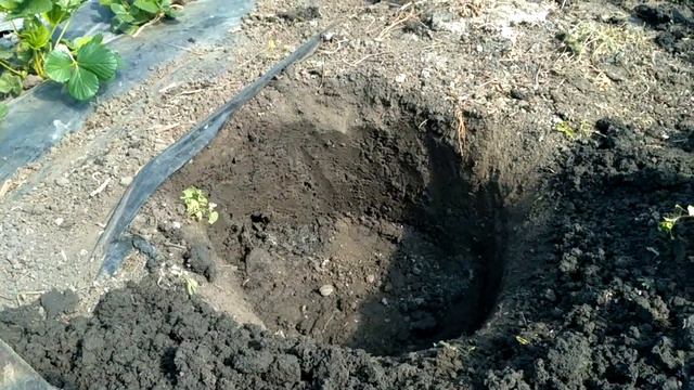 Как мы сажаем голубику . смотреть онлайн