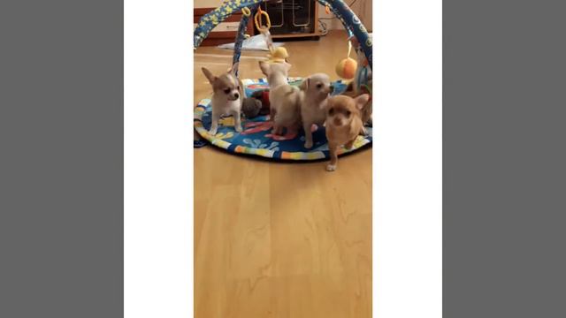 Щеночки чихуахуа смотреть онлайн