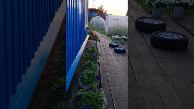 Синее и белое - это петуния "Танго" смотреть онлайн