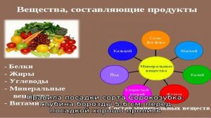 Когда сажать сорт лука Сорокозубка