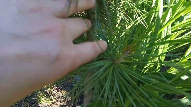 Обрезка и формирование сосны смотреть онлайн