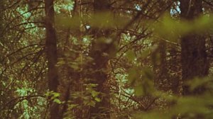 "Обь-река сибирская" 1984г. (перезалив)