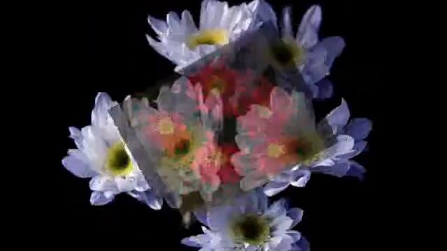 ХРИЗАНТЕМЫ В ЦВЕТУ.wmv смотреть онлайн