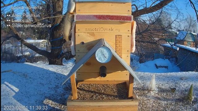 У белки трудное утро-кормушка семечки не выдает#Омск,Россия #авторство smotriomsk. смотреть онлайн