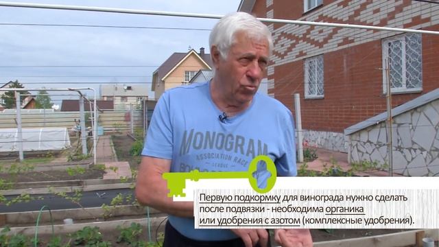 ВСЕ О ВЫРАЩИВАНИИ ВИНОГРАДА В СЕВЕРНЫХ САДАХ. От посадки до укрытия смотреть онлайн