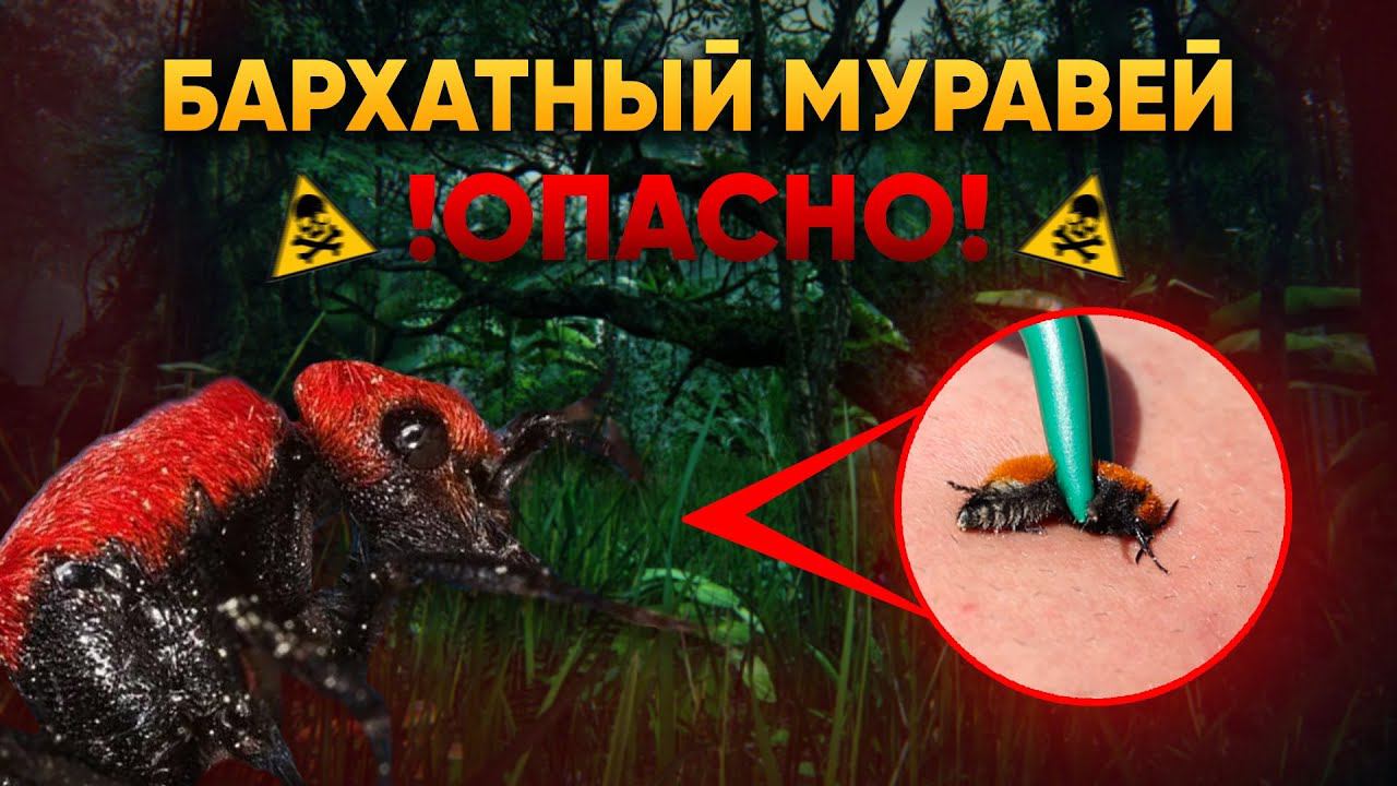 Бархатный муравей: насекомое, с которым лучше не связываться | DeeaFilm смотреть онлайн