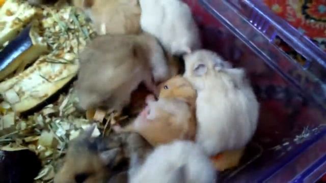 Хомяки дерутся! Драка за орех!!! смотреть онлайн