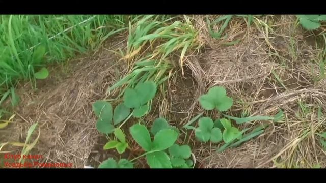 Маточник клубники в июле. смотреть онлайн