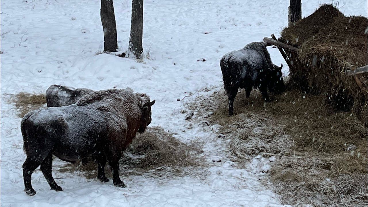 Зубровый питомник / Приокско-Террасный заповедник / Зубры / Исчезающий вид смотреть онлайн
