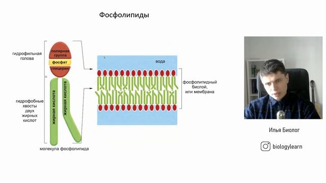Основы биологии #5 | Липиды, жиры | Строение мембраны клетки | Фосфолипиды смотреть онлайн