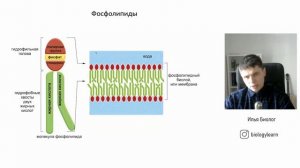 Основы биологии #5 | Липиды, жиры | Строение мембраны клетки | Фосфолипиды