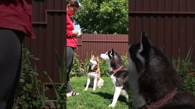 Дрессировка хаски | Хаски учит команды | Husky training смотреть онлайн