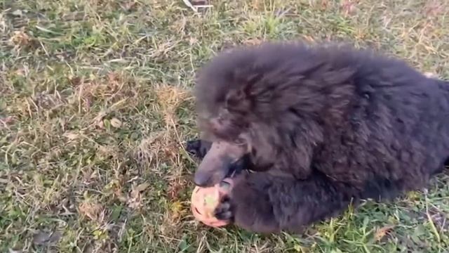 Малый пудель Эльф смотреть онлайн