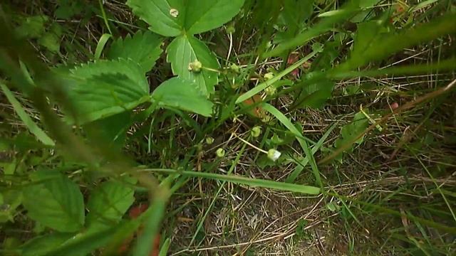 Ягоды грибы птицы лес природа! Поход в лес и опять разведка. Выводок рябчика прямо на дороге!