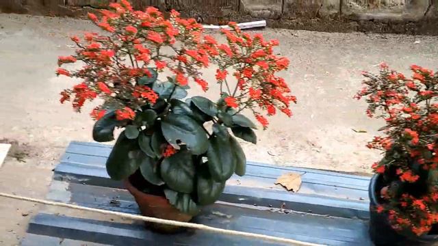 Kalanchoe Plant Complete Care In Malayalam//Poppy Vlogs