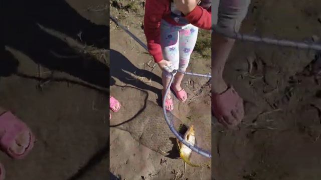 Река Или.Рыбалка судак,сазан сом.Отдых с детьми. смотреть онлайн