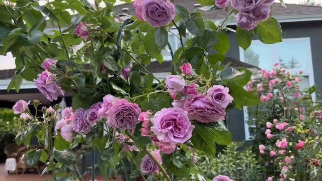 WEIWEI GARDEN: Quick Silver