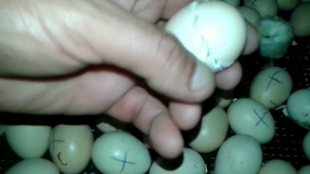Вылупление цыплят в инкубаторе Побег из яйца)) смотреть онлайн