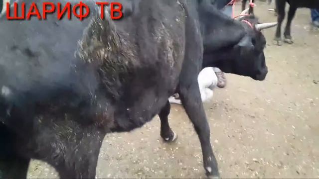 Н.ШАХРИТУЗ НАРХНАВОИ МОЛБОЗОР ГУСАЛАЧ ВА ГОВИ ШИРДОР смотреть онлайн