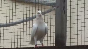 "Стандарт" бакинских голубей. Комментарии от Салиха Яхъяева. Bakı göyərçinləri